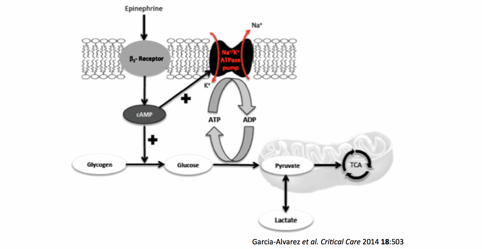 Lactate Pic